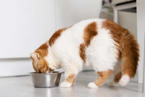 อาหารที่แมวกินไม่ได้